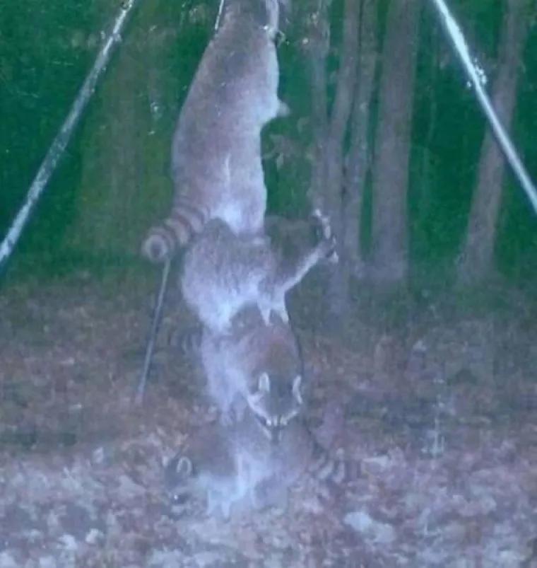 SKRIVENE KAMERE RASKRINKALE TAJNI ŽIVOT ŽIVOTINJA: Tko bi rekao da se tako ponašaju kad ih nitko ne vidi