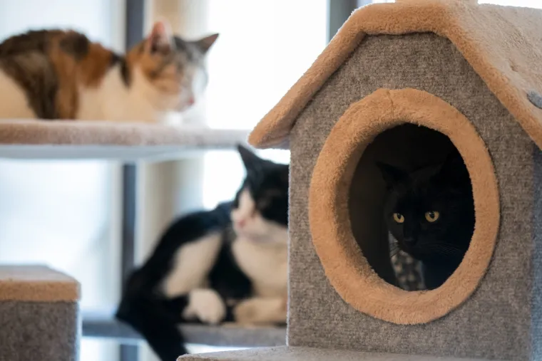 U Zagrebu otvoren prvi hrvatski Cat caffe: posjetitelji će moći popiti kavu u dru&scaron;tvu mačaka