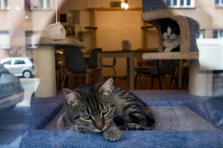 U Zagrebu otvoren prvi hrvatski Cat caffe: posjetitelji će moći popiti kavu u dru&scaron;tvu mačaka