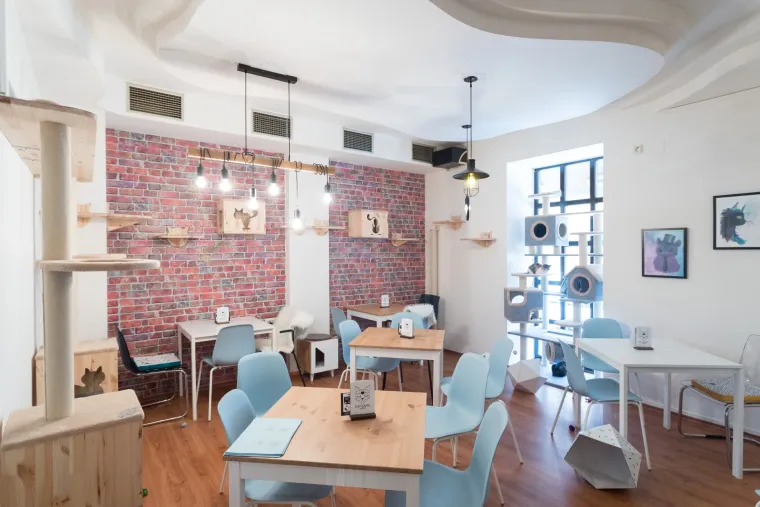 U Zagrebu otvoren prvi hrvatski Cat caffe: posjetitelji će moći popiti kavu u dru&scaron;tvu mačaka