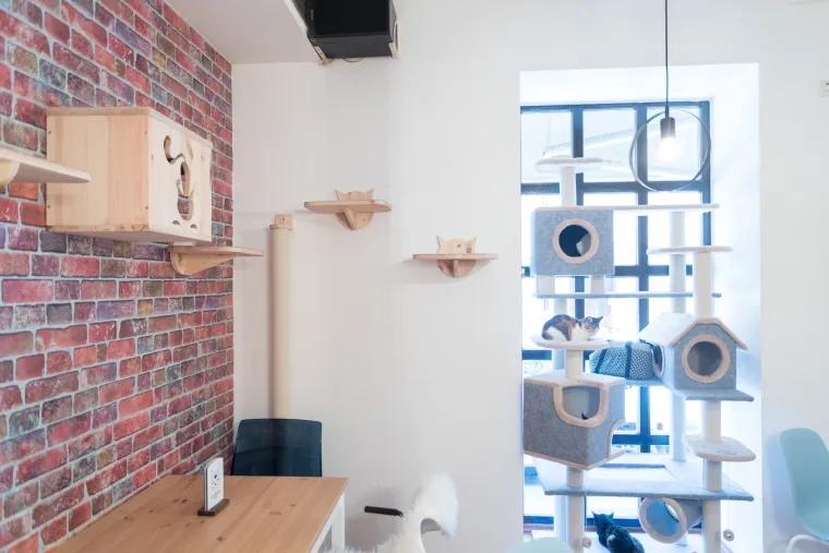 U Zagrebu otvoren prvi hrvatski Cat caffe: posjetitelji će moći popiti kavu u dru&scaron;tvu mačaka