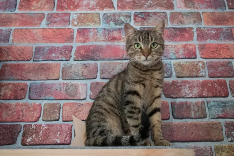 U Zagrebu otvoren prvi hrvatski Cat caffe: posjetitelji će moći popiti kavu u dru&scaron;tvu mačaka