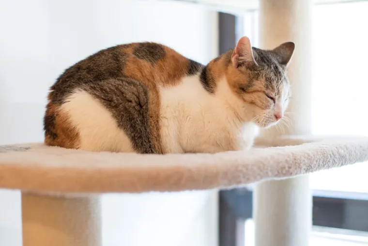 U Zagrebu otvoren prvi hrvatski Cat caffe: posjetitelji će moći popiti kavu u dru&scaron;tvu mačaka