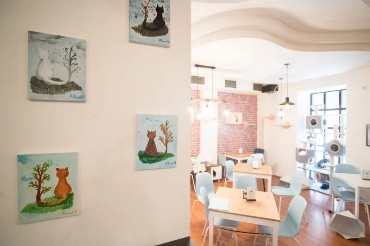 U Zagrebu otvoren prvi hrvatski Cat caffe: posjetitelji će moći popiti kavu u dru&scaron;tvu mačaka