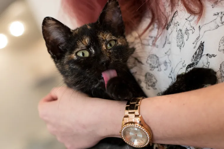 U Zagrebu otvoren prvi hrvatski Cat caffe: posjetitelji će moći popiti kavu u dru&scaron;tvu mačaka