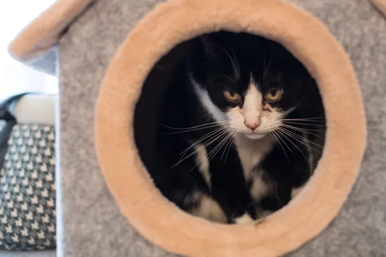 U Zagrebu otvoren prvi hrvatski Cat caffe: posjetitelji će moći popiti kavu u dru&scaron;tvu mačaka