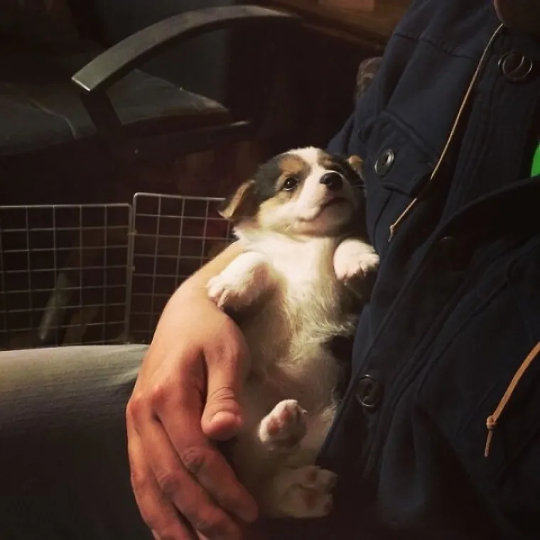 Pogledajte kako je prošlo upoznavanje ovih vlasnika i pasa, bilo je tu svega