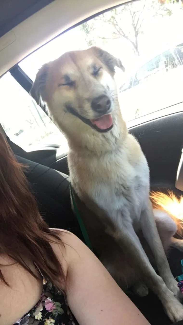 Pogledajte kako je pro&scaron;lo upoznavanje ovih vlasnika i pasa, bilo je tu svega