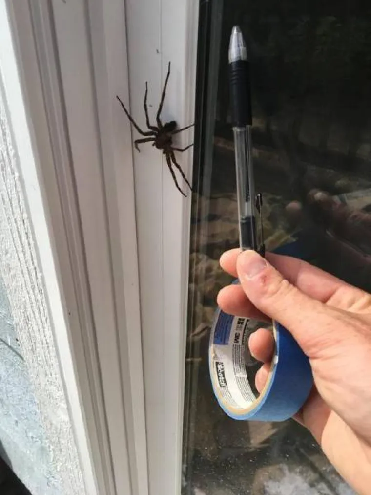 AUSTRALIJA JE ZEMLJA U KOJOJ NOĆNA MORA POSTAJE STVARNOST: Svaki dan se moraju nositi s ovim čudovi&scaron;tima