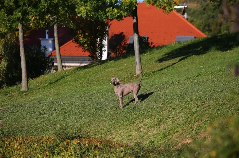 U TIJEKU AKCIJA AGROKOR: Policija rano jutros upala u Kulmerove dvore