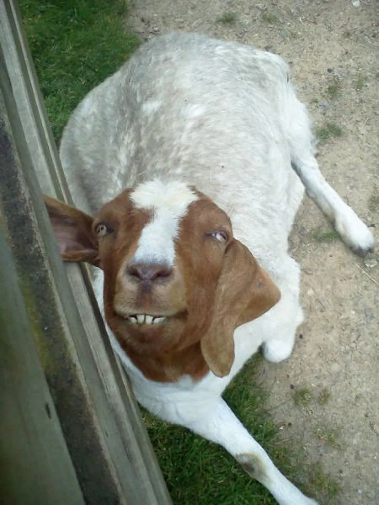 NJIHOVE GRIMASE NASMIJAT ĆE VAS DO SUZA: Ove životinje su toliko nefotogenične da je to urnebesno