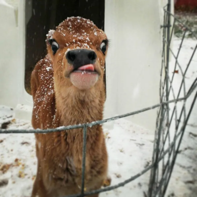 NJIHOVE GRIMASE NASMIJAT ĆE VAS DO SUZA: Ove životinje su toliko nefotogenične da je to urnebesno