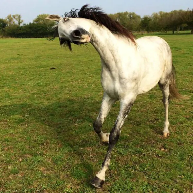 NJIHOVE GRIMASE NASMIJAT ĆE VAS DO SUZA: Ove životinje su toliko nefotogenične da je to urnebesno