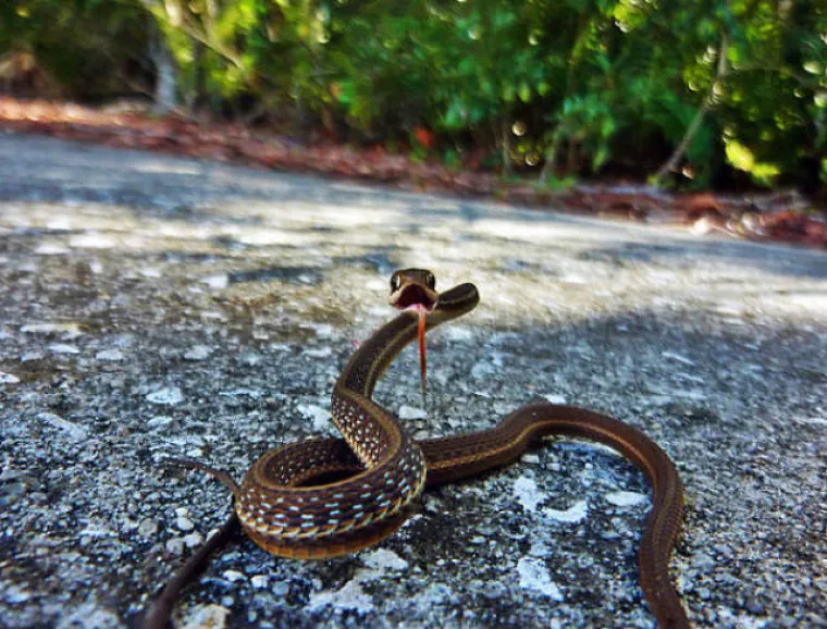 NJIHOVE GRIMASE NASMIJAT ĆE VAS DO SUZA: Ove životinje su toliko nefotogenične da je to urnebesno