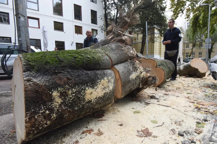 OLUJNA BURA LOMILA SVE PRED SOBOM: Razorni vjetar sru&scaron;io stablo na zadarskom parkirali&scaron;tu, uni&scaron;tena vozila