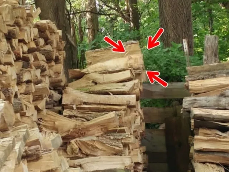 TEST SAMO ZA NAJUPORNIJE: Poku&scaron;ajte pronaći životinje koje su se stopile s okolinom, neće vam biti lako