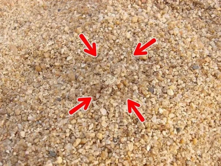 TEST SAMO ZA NAJUPORNIJE: Poku&scaron;ajte pronaći životinje koje su se stopile s okolinom, neće vam biti lako