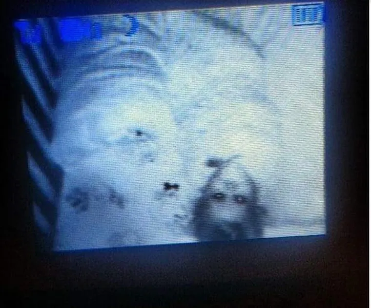 NADZORNE KAMERE SNIMILE JEZIVE PRIZORE DJECE: Izgledaju kao da su ispale iz filmova strave i užasa