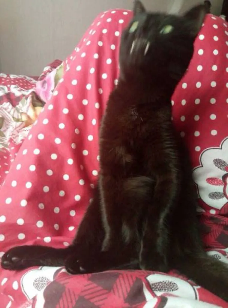 TOLIKO SE &Scaron;OKIRALI DA SU IM SLIKE ISPALE MUTNE: Urnebesna kolekcija pomalo jezivih fotki