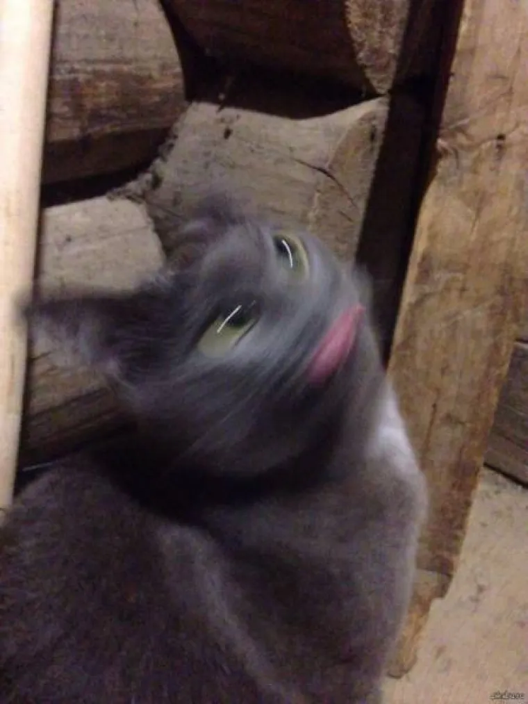 TOLIKO SE &Scaron;OKIRALI DA SU IM SLIKE ISPALE MUTNE: Urnebesna kolekcija pomalo jezivih fotki