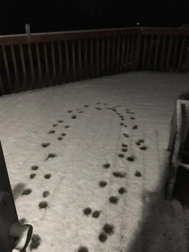 &Scaron;TO BISTE NAPRAVILI DA UGLEDATE OVO:  Prizori čistog užasa uz koje će i najhrabriji pokleknuti