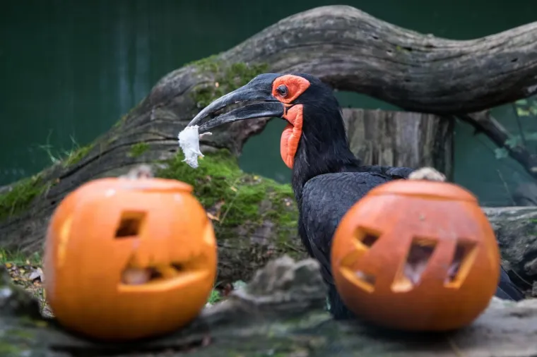 Zoolo&scaron;ki vrt u Zagrebu