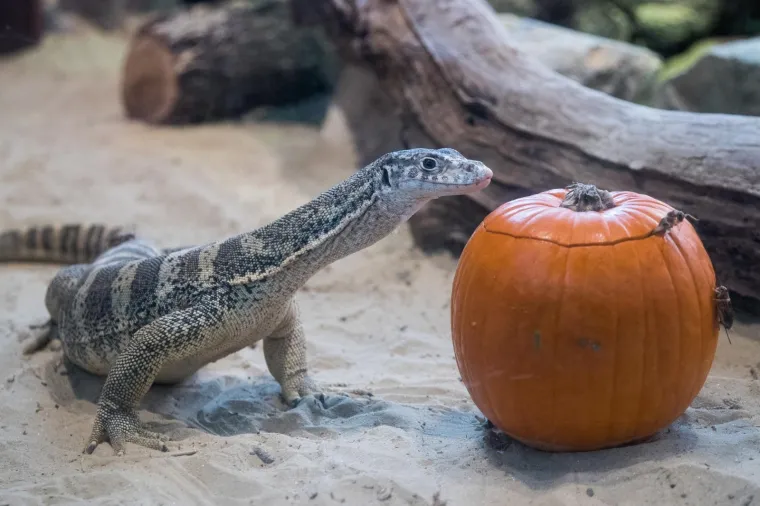 Zoolo&scaron;ki vrt u Zagrebu