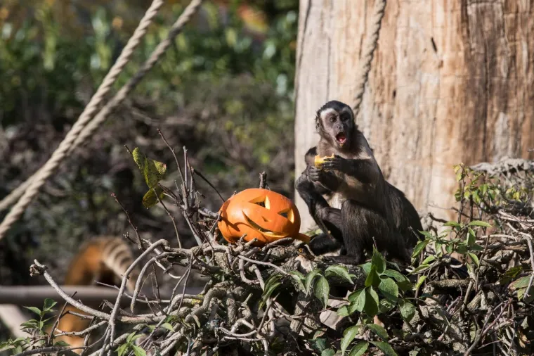 Zoolo&scaron;ki vrt u Zagrebu