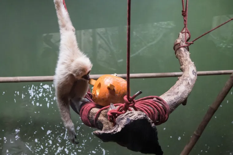 Zoolo&scaron;ki vrt u Zagrebu