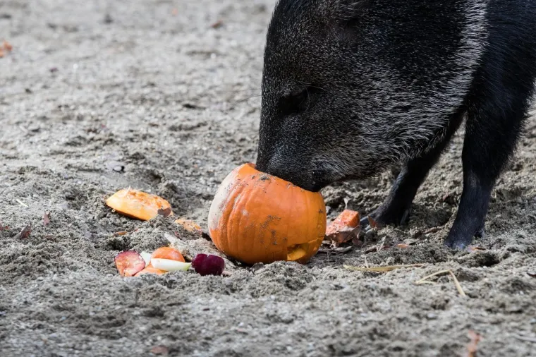 Zoolo&scaron;ki vrt u Zagrebu