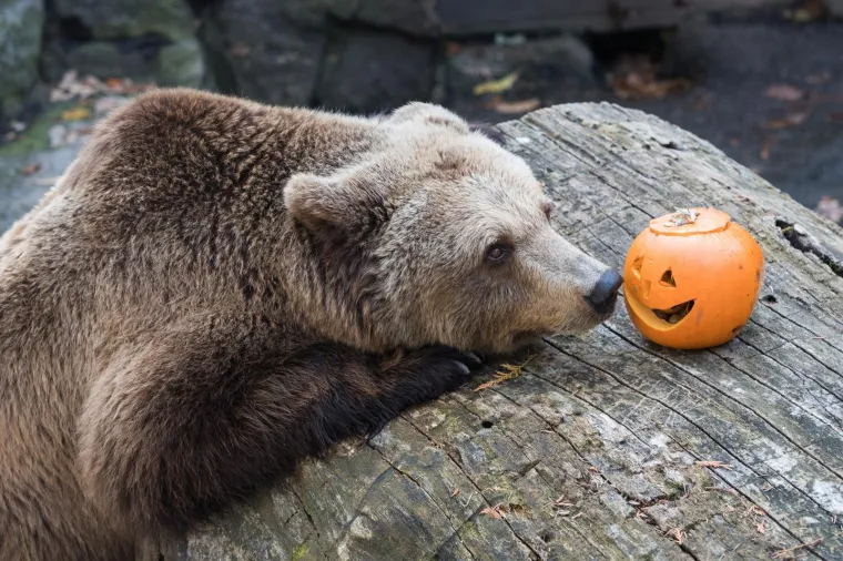 Zoolo&scaron;ki vrt u Zagrebu
