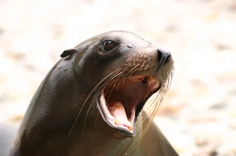 I maksimirske brkonje i bradonje obilježavaju Movember