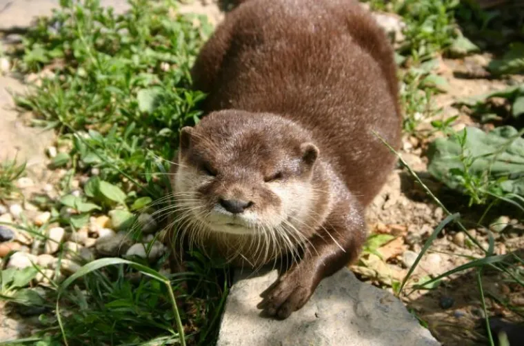 I maksimirske brkonje i bradonje obilježavaju Movember