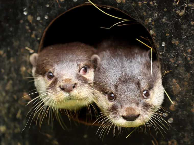 I maksimirske brkonje i bradonje obilježavaju Movember