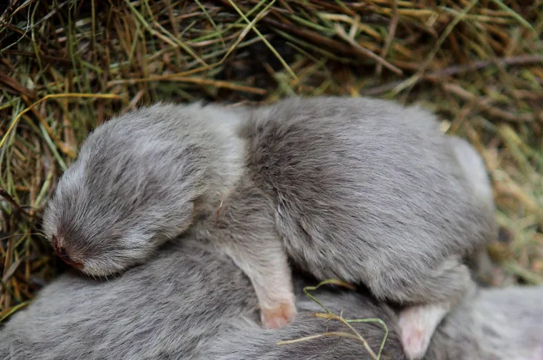 I maksimirske brkonje i bradonje obilježavaju Movember