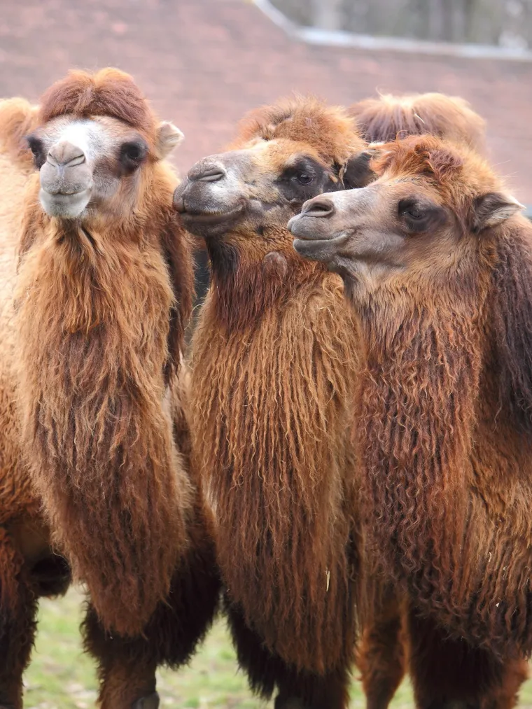 I maksimirske brkonje i bradonje obilježavaju Movember