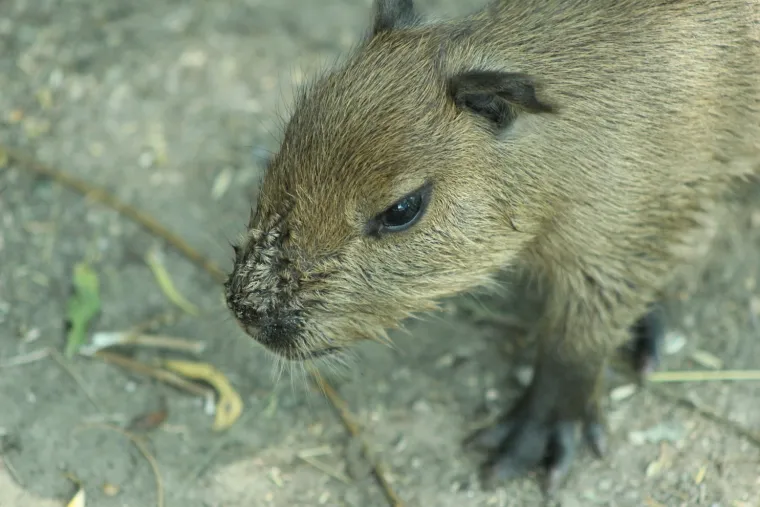 I maksimirske brkonje i bradonje obilježavaju Movember