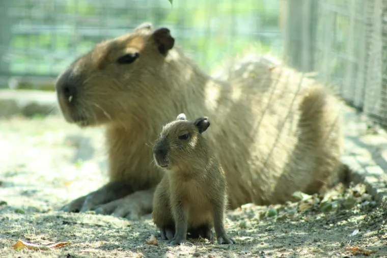 I maksimirske brkonje i bradonje obilježavaju Movember