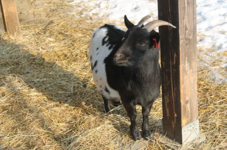 I maksimirske brkonje i bradonje obilježavaju Movember