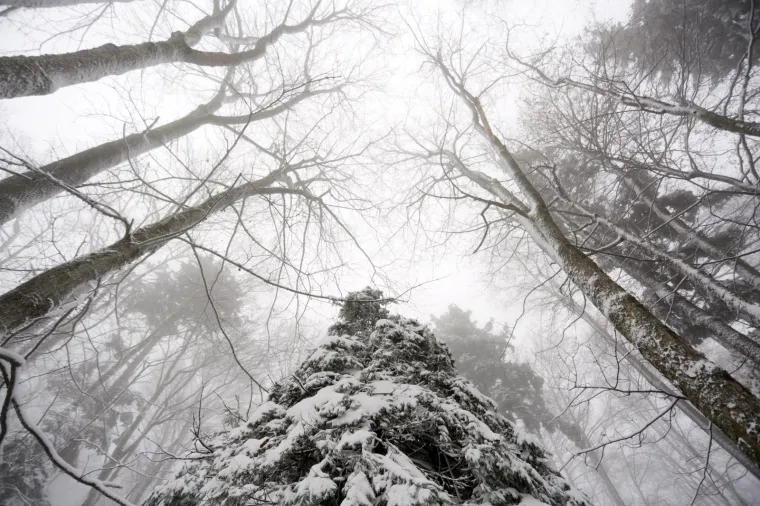 SNJEŽNI POKRIVAČ ZABIJELIO SLJEME: Od ranog jutra pada snijeg, pogledajte čarobne prizore na Medvednici