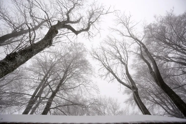 SNJEŽNI POKRIVAČ ZABIJELIO SLJEME: Od ranog jutra pada snijeg, pogledajte čarobne prizore na Medvednici
