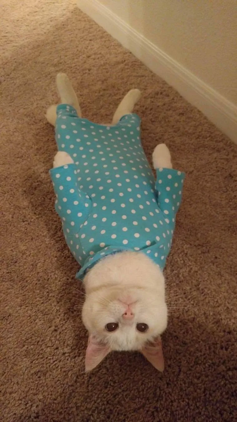 ONI ZNAJU KAKO SE NAJUDOBNIJE U&Scaron;U&Scaron;KATI: Prona&scaron;li su idealne pozicije za hladno vrijeme, učite od ovih majstora