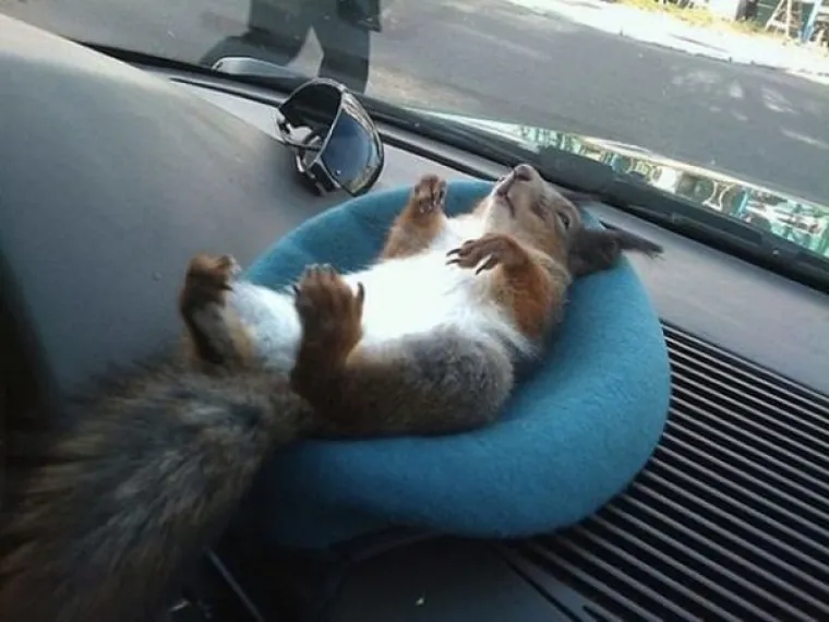 ONI ZNAJU KAKO SE NAJUDOBNIJE U&Scaron;U&Scaron;KATI: Prona&scaron;li su idealne pozicije za hladno vrijeme, učite od ovih majstora