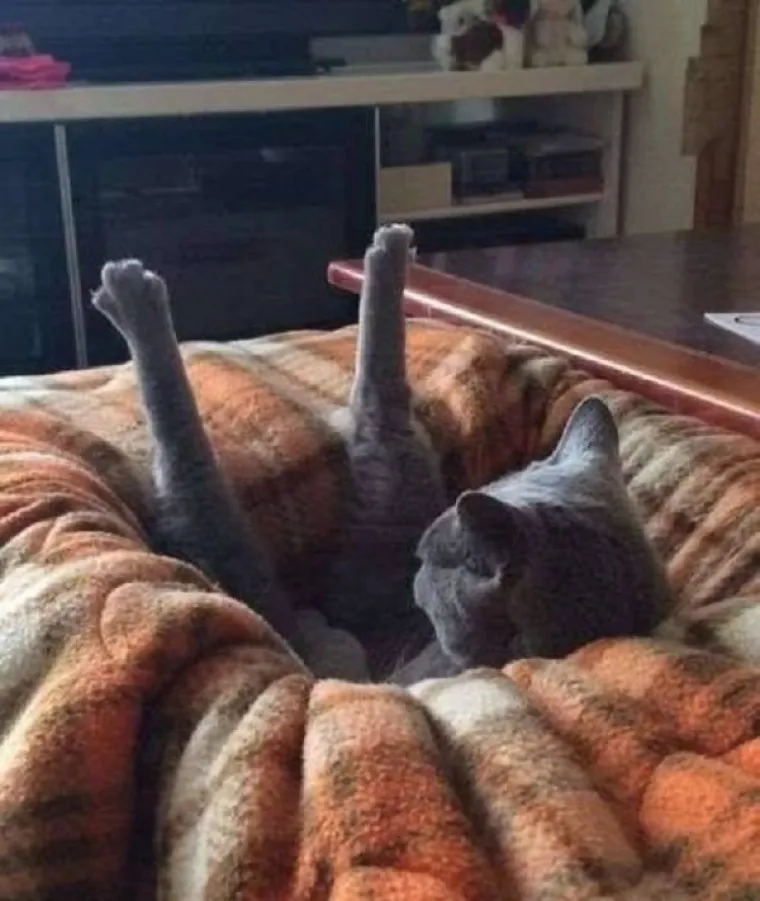 ONI ZNAJU KAKO SE NAJUDOBNIJE U&Scaron;U&Scaron;KATI: Prona&scaron;li su idealne pozicije za hladno vrijeme, učite od ovih majstora