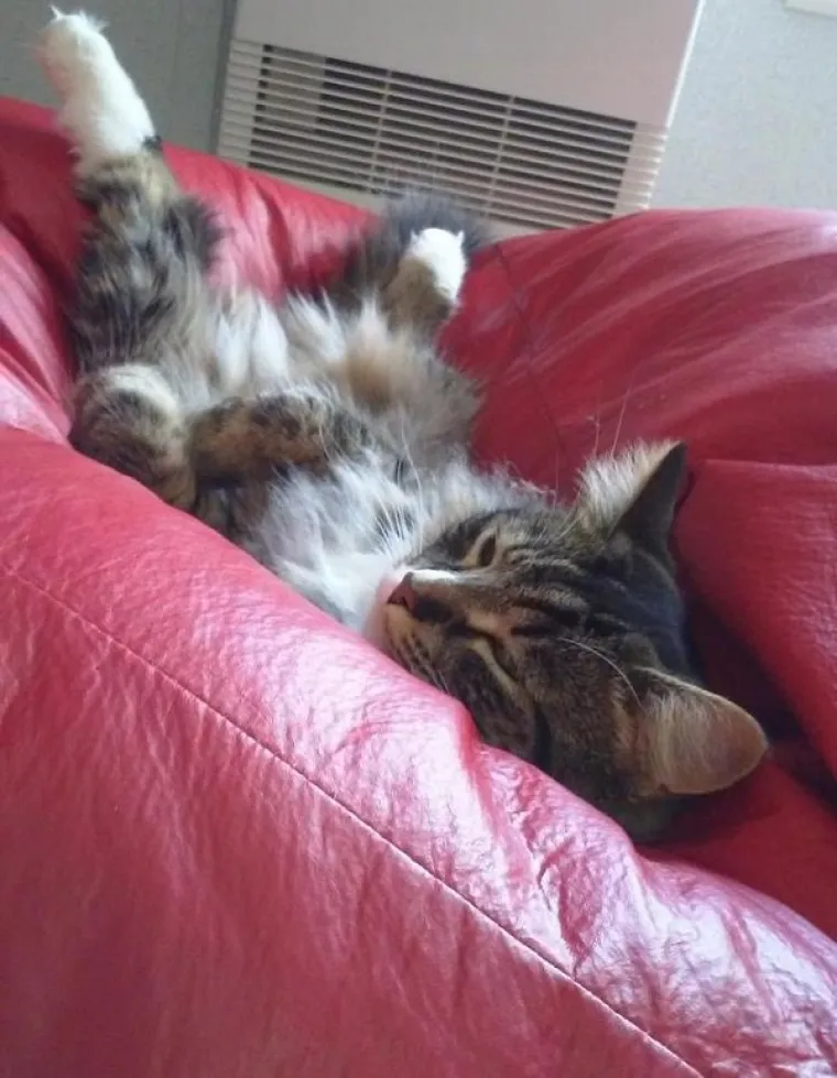 ONI ZNAJU KAKO SE NAJUDOBNIJE U&Scaron;U&Scaron;KATI: Prona&scaron;li su idealne pozicije za hladno vrijeme, učite od ovih majstora