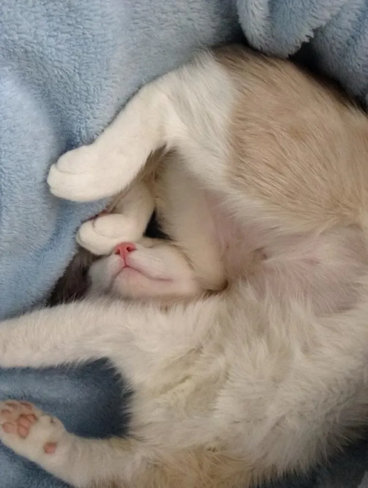 ONI ZNAJU KAKO SE NAJUDOBNIJE U&Scaron;U&Scaron;KATI: Prona&scaron;li su idealne pozicije za hladno vrijeme, učite od ovih majstora