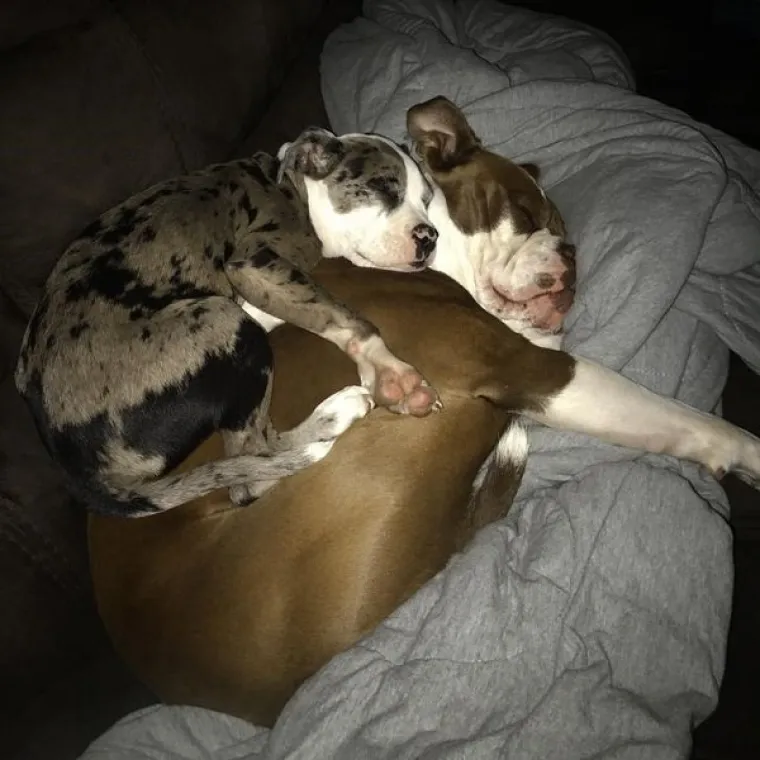 ONI ZNAJU KAKO SE NAJUDOBNIJE U&Scaron;U&Scaron;KATI: Prona&scaron;li su idealne pozicije za hladno vrijeme, učite od ovih majstora