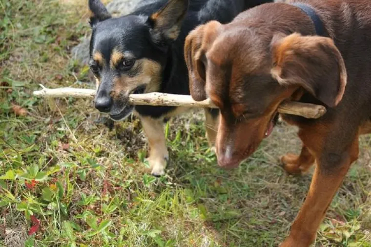 NEKE STVARI SE MOGU RADITI SAMO U TANDEMU: Timski  rad daje najbolje rezultate, a oni su dokaz