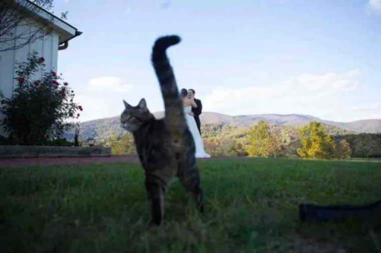 FOTKE KOJE NE ŽELE NITI JEDNI MLADENCI: Fotografi na vjenčanjima zabilježe vrlo bizarne slike