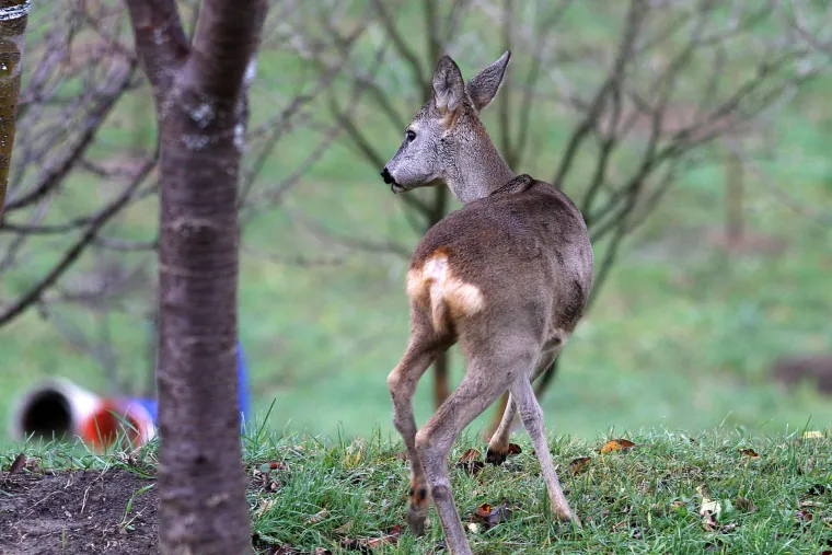 Idila podno Sljemena: srna mirno pase u dvoristu kuće u Novoselcu, udaljena nekoliko metara od ljudi